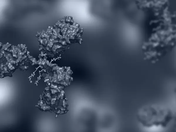 Conjugated antibodies